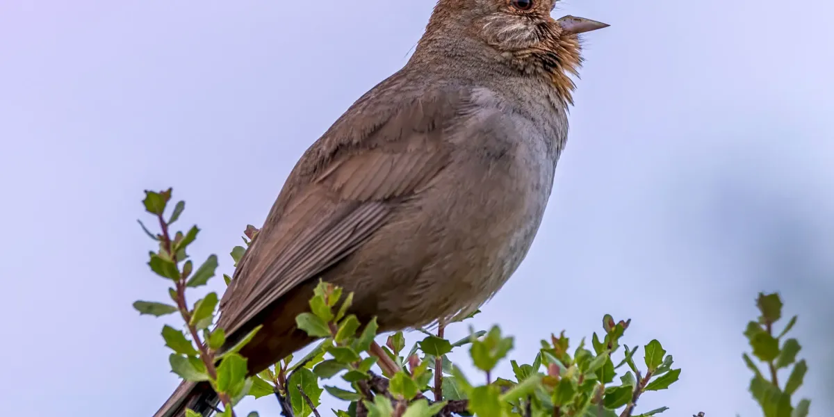 人間の騒音が動物に与える影響とロサンゼルス地下鉄のアップグレード