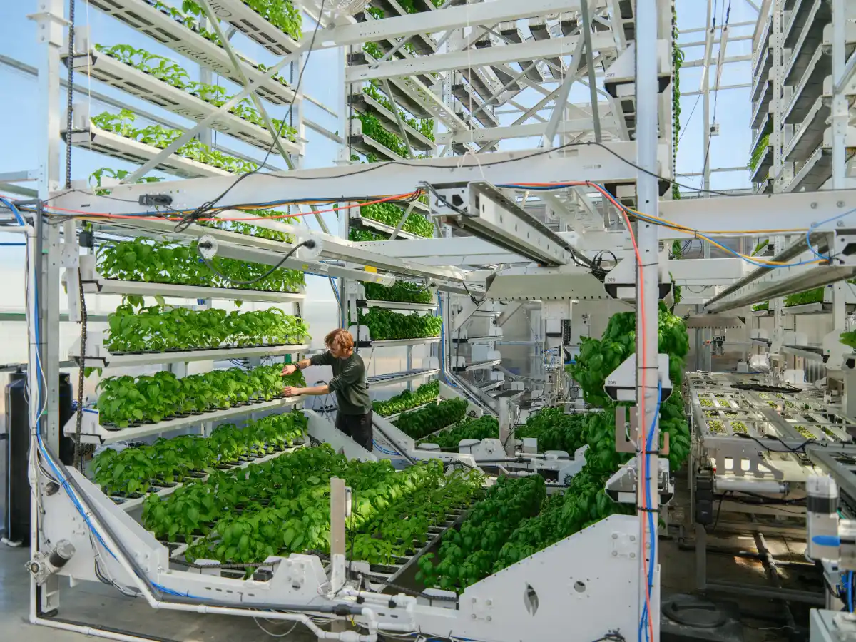 Canopii：屋内農場の新星、バスケットボールコート大で年産4万ポンドの葉物野菜