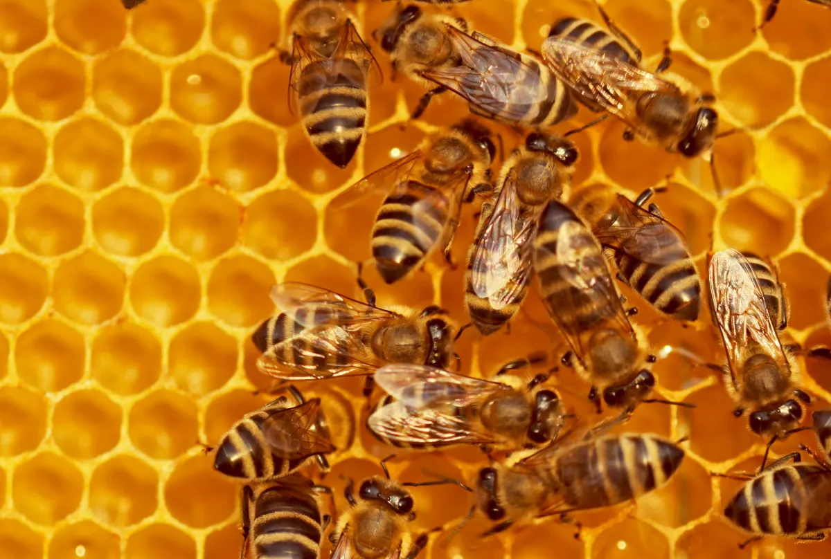 Beehiiv、新たなクリエイター向けツールを発表：ウェビナーとカスタムペイウォール