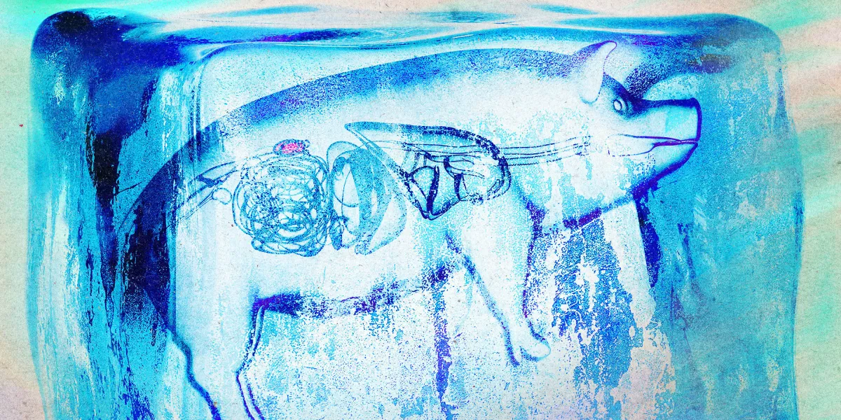超低温保存腎臓のブタへの移植成功：臓器保存の画期的成果