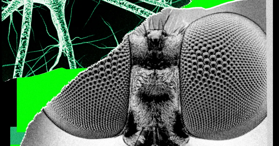 ショウジョウバエの脳をアイデア生成マシンに育てたら、とんでもなくて面白かった